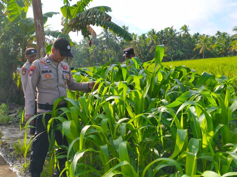 Polsek Sungai Batang Update Program Ketahanan Pangan