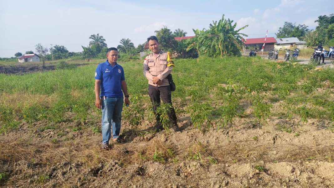 POLRI DUKUNG KETAHANAN PANGAN MELALUI PEMANFAATAN LAHAN UNTUK BUDIDAYA TANAMAN CABAI
