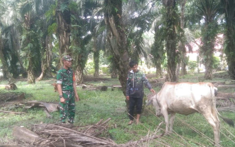 Pencegahan PMK, Serda Erwan Sosialisasi Warga Pemilik Peternakan