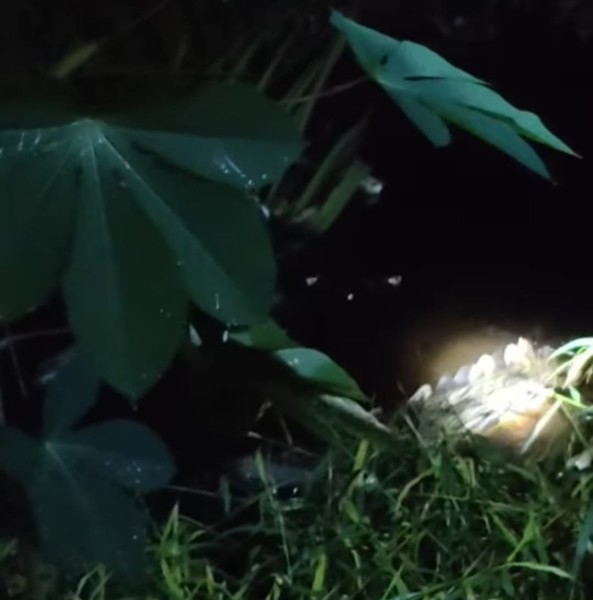 Dua Buaya Besar Masuk Halaman Warga Tanjung Penyembal, Warga Panik dan Minta Pemerintah Turun Tangan