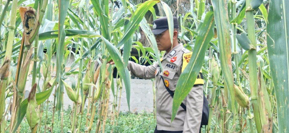 Separuh Tanaman Diserang Monyet, Bhabinkamtibmas Polsek Minas Pantau Jagung Ketahanan Pangan Nasional di Minas Jaya