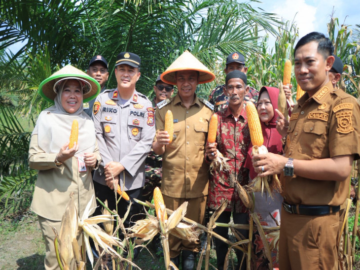 Bupati Kampar Panen Jagung di Tanah Datar