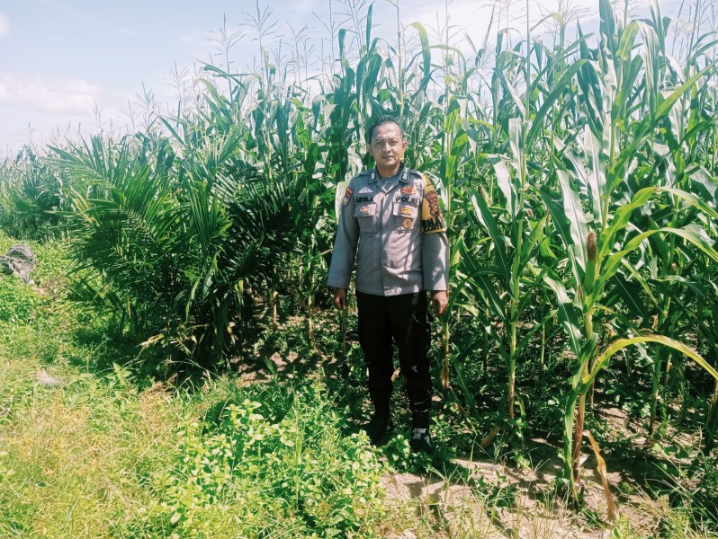 Personel Polsek Bangkinang Terus Cek dan Pantau Perkembangan Pertumbuhan Jagung di PT Simas Sawit Aliantan