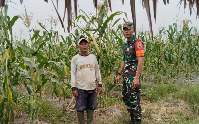 Babinsa Tanjung Penyebal Patroli Karhutla dan Karya Nyata di Sektor Pertanian