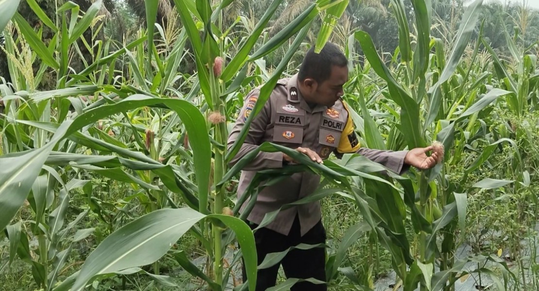 Jagung Pipil Usia 75 Hari di Minas Timur Tumbuh Baik, Bhabinkamtibmas Dorong Perawatan Berkelanjutan