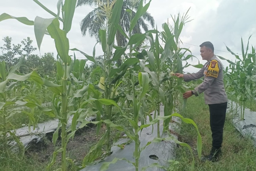 Polsek Koto Gasib Perkuat Sinergi dengan Petani, Monitoring Jagung Pipil Demi Sukseskan Program Ketahanan Pangan