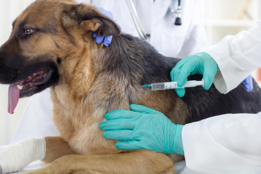 Pasca 9 Warga Tenayan Digigit Anjing Rabies, Dinas PKH Riau Gelar Vaksin Gratis Hingga 30 September