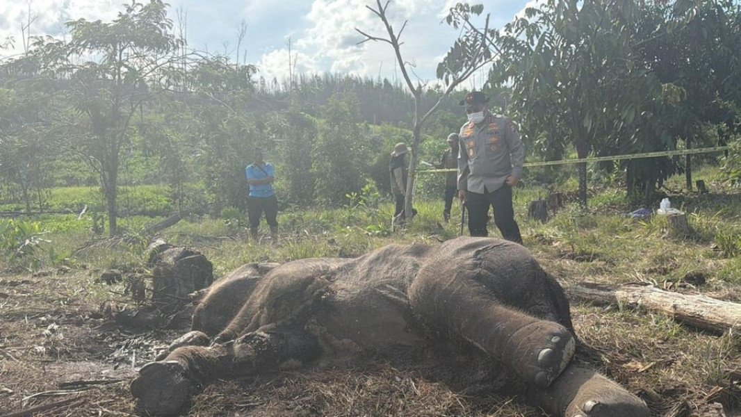 Lagi! Anak Gajah Mati di TN Tesso Nilo, Kondisinya Memprihatinkan