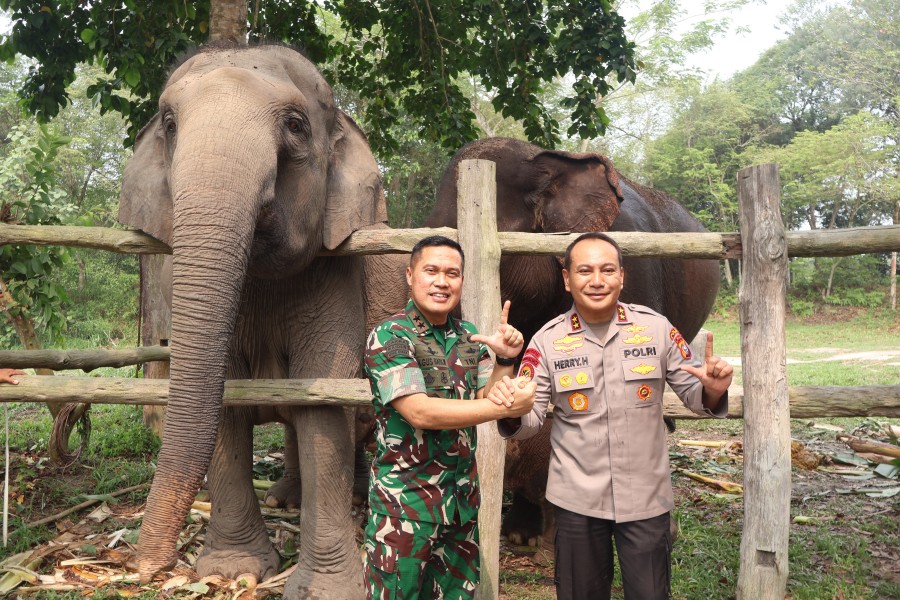 Ganesha, Nama Bayi Gajah Sumatera yang Lahir di TNTN, Diumumkan Menteri Kehutanan Raja Juli Antoni