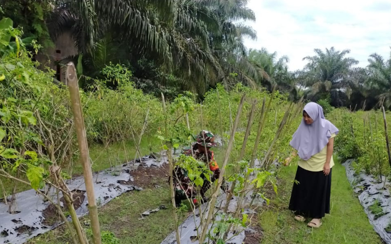 Babinsa Sungai Sembilan Gencar Patroli Karhutla dan Dampingi Warga Tanam Cabai