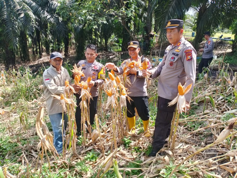 Polsek Minas Dampingi Panen Jagung Pipil Kuartal II 2026 di Kampung Minas Barat