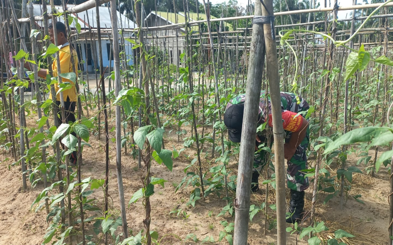 Babinsa Bukit Nenas Tunjukkan Komitmennya Dukung Ketahanan Pangan