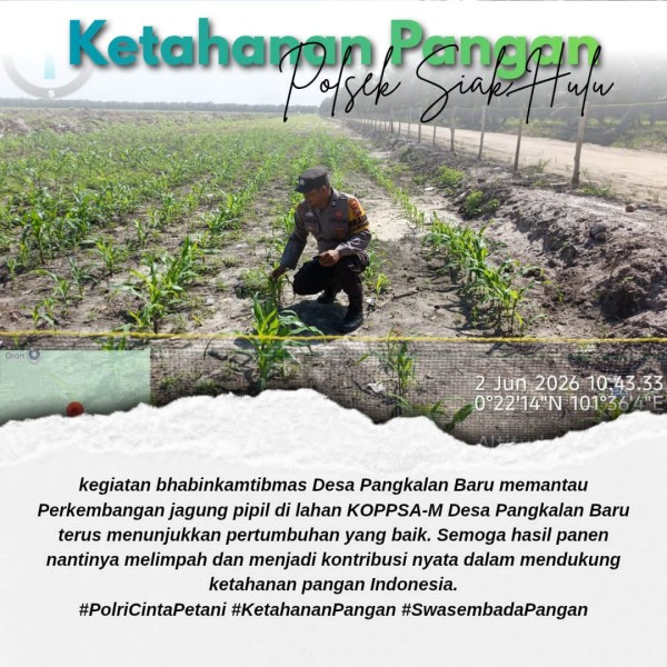 Bhabinkamtibmas Desa Pangkalan Baru Monitoring Perkembangan Jagung Pipil KOPPSA-M, Dukung Program Swasembada Pangan 2026