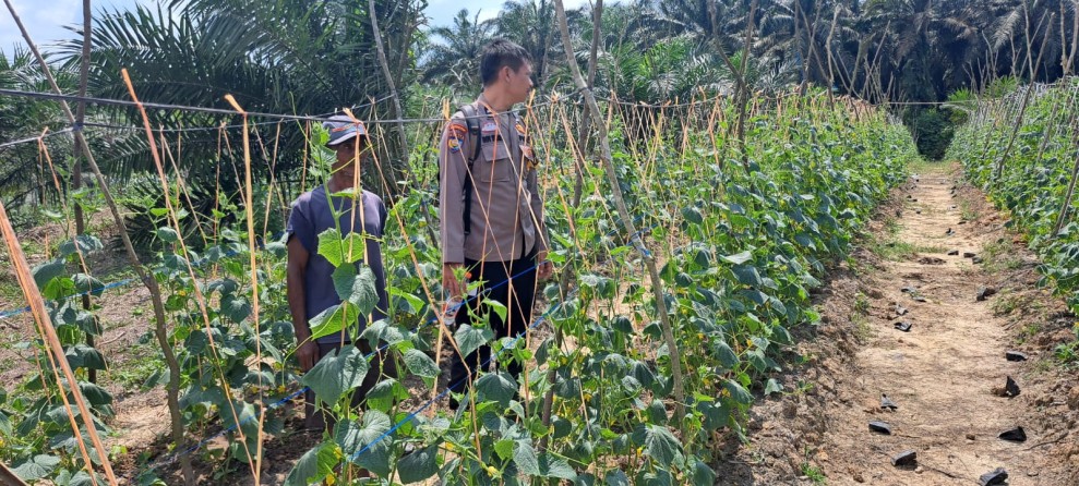 Bhabinkamtibmas Polsek Pasir Penyu Dorong Ketahanan Pangan Nasional Melalui Pendampingan Petani di Desa Kelawat