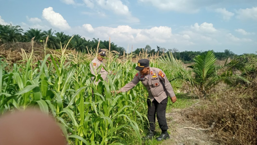 Jagung Pipil Usia 78 Hari di Mandiangin Capai Tinggi 135 Cm, Saat Ini Terkendala Hama Monyet