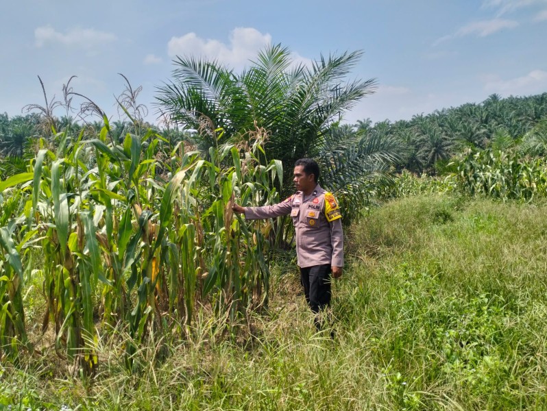 Bhabinkamtibmas Polsek Pkl. Kuras Cek Pertumbuhan Jagung Pipil 10 Ha di Sialang Indah Dukung Ketahanan Pangan