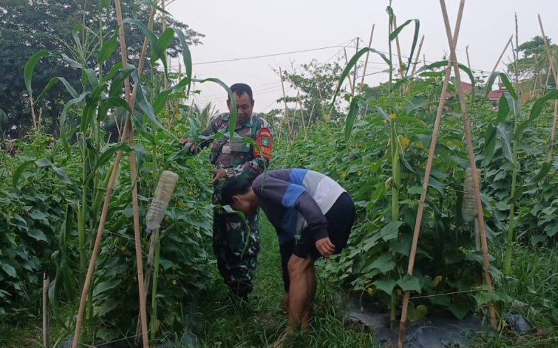 Rawat Kebun Mentimun Warga, Babinsa Pelintung Ingatkan Bahaya Karhutla