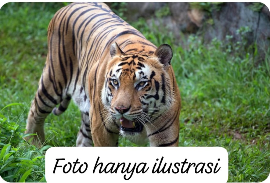 Waspada! Harimau Betina dan Dua Anaknya Kerap Muncul di Permukiman Tanjung Penyembal