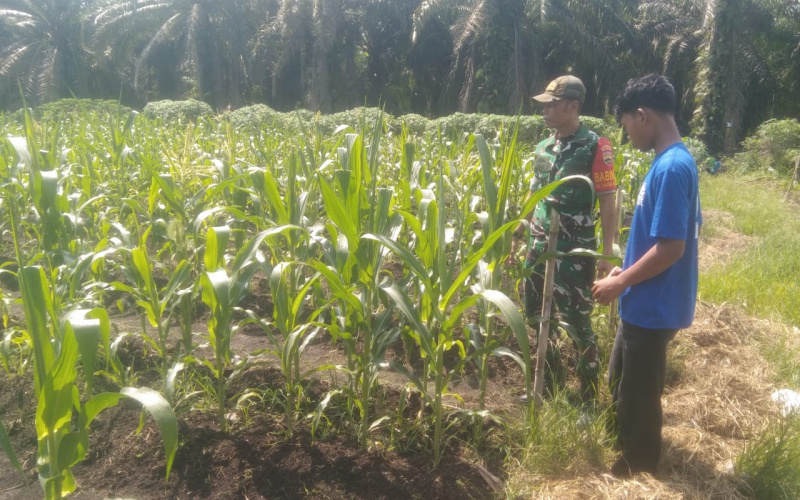 Babinsa dari Koramil 03 Tinjau Tanaman Jagung di Wilayahnya