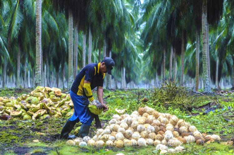 Miliki Kebun Kelapa Terluas di Indonesia, Kementerian Pertanian Tertarik Kembangkan Hilirisasi Kelapa di Inhil