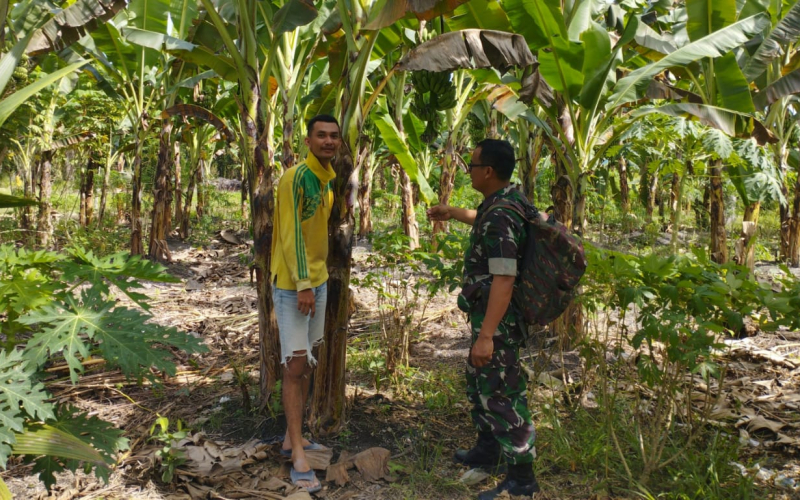 Babinsa Lubuk Gaung Dampingi Petani Pisang di Lahan 1,5 Hektare untuk Dukung Swasembada Pangan