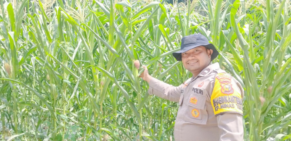 Bhabinkamtibmas Minas Timur Pantau Perkembangan Jagung Pipil, Kapolsek Minas: Ketahanan Pangan Harus Didukung Bersama