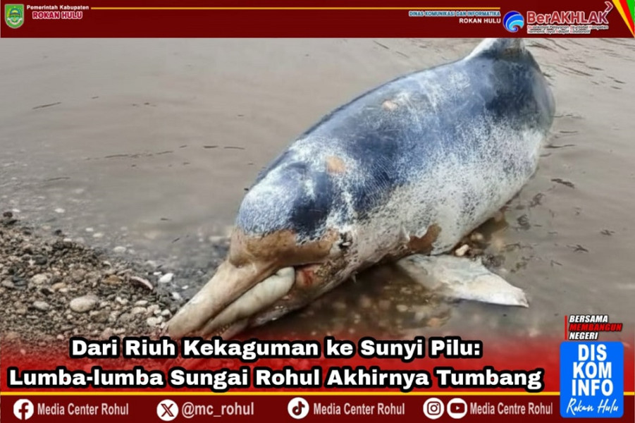 Kisah Tragis di Sungai Batang Lubuh, Lumba-lumba yang Sempat Jadi Ikon Rohul Ditemukan Mati Terdampar