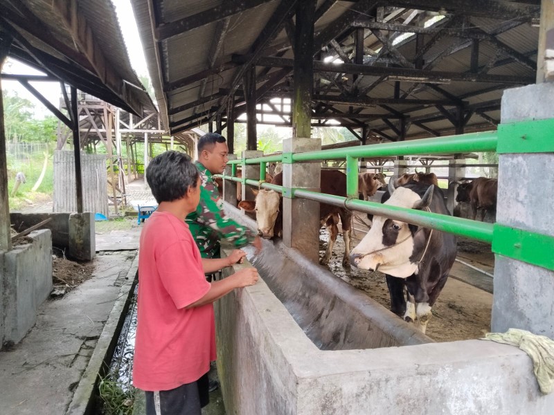 Babinsa Kopda Gunariadi Laksanakan Surveilans PMK di Kampung Perawang Barat