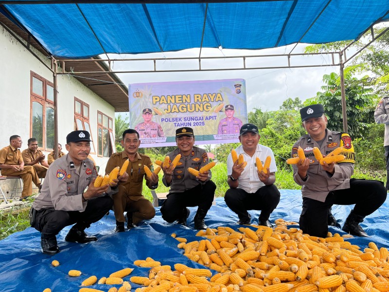 Polsek Sungai Apit Gelar Panen Raya Jagung Kuartal IV, Dukung Ketahanan Pangan Nasional