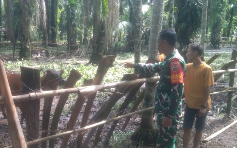 Babinsa Koramil 03 Pantau dan Sosialisasi di Peternakan, ini yang Dibahas