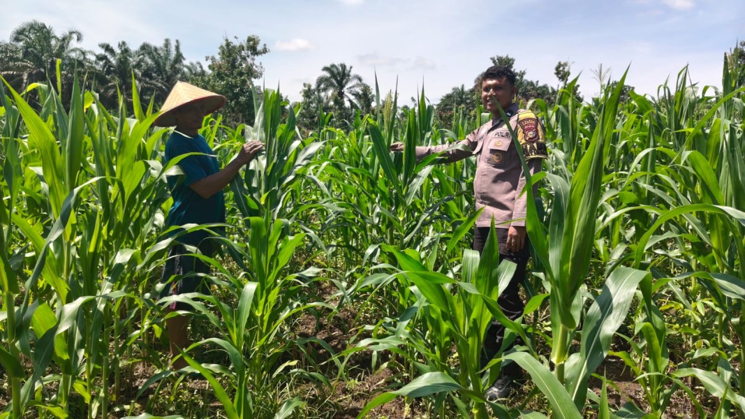 Prioritas Ketahan Pangan Bhabinkamtibmas Polsek Bangkinang Barat Ritun dan Aktif Pendampingan Petani Rawat Tanaman Jagung