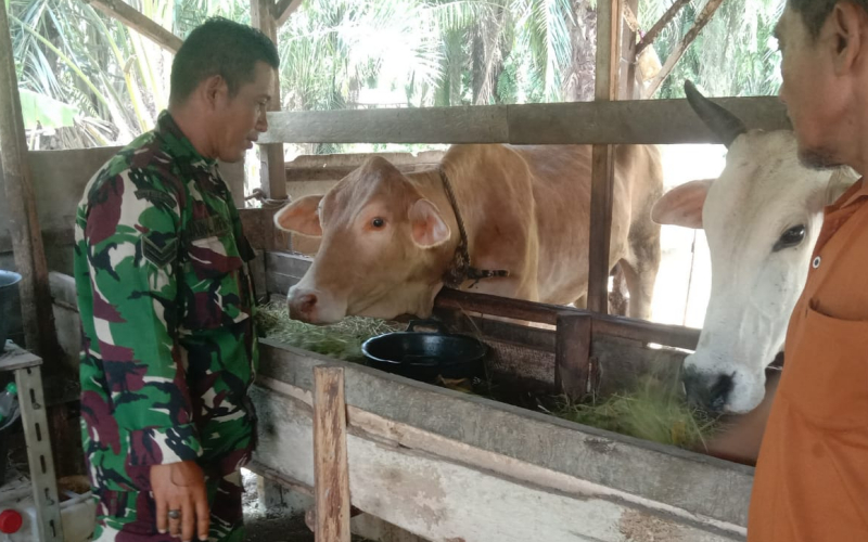 Sertu Jainal Arifin Turun Langsung Periksa Sapi, Pastikan Bebas PMK