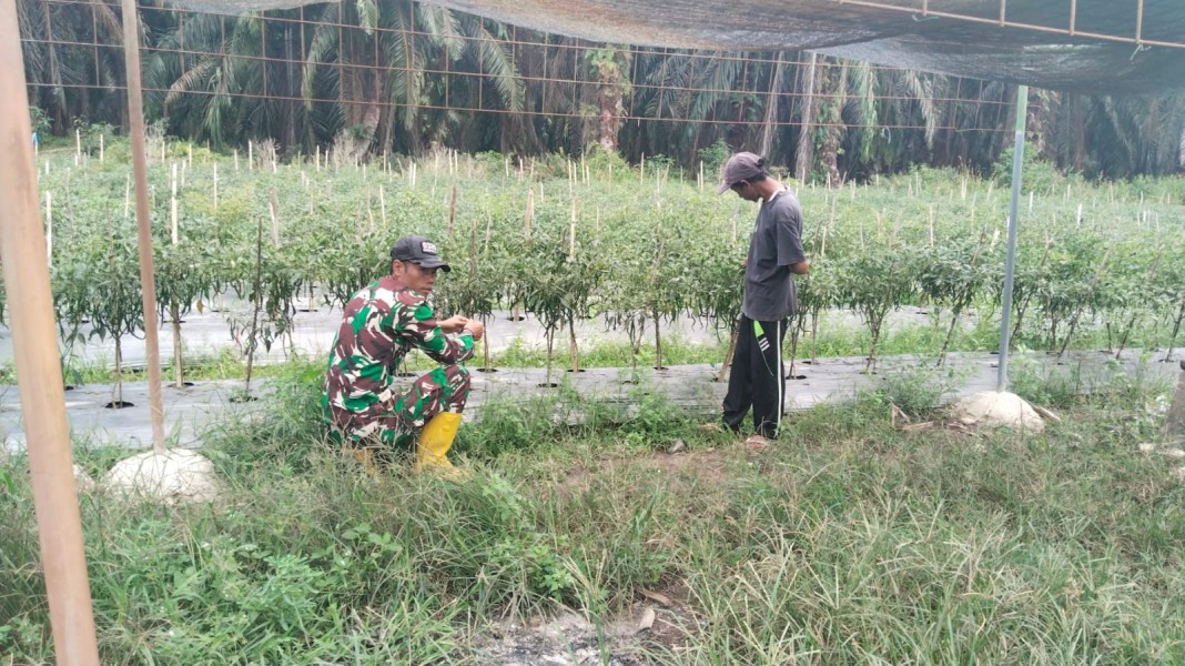Dukung Swasembada Pangan, Babinsa Tanjung Penyembal Dampingi Budidaya Cabai Merah Keriting