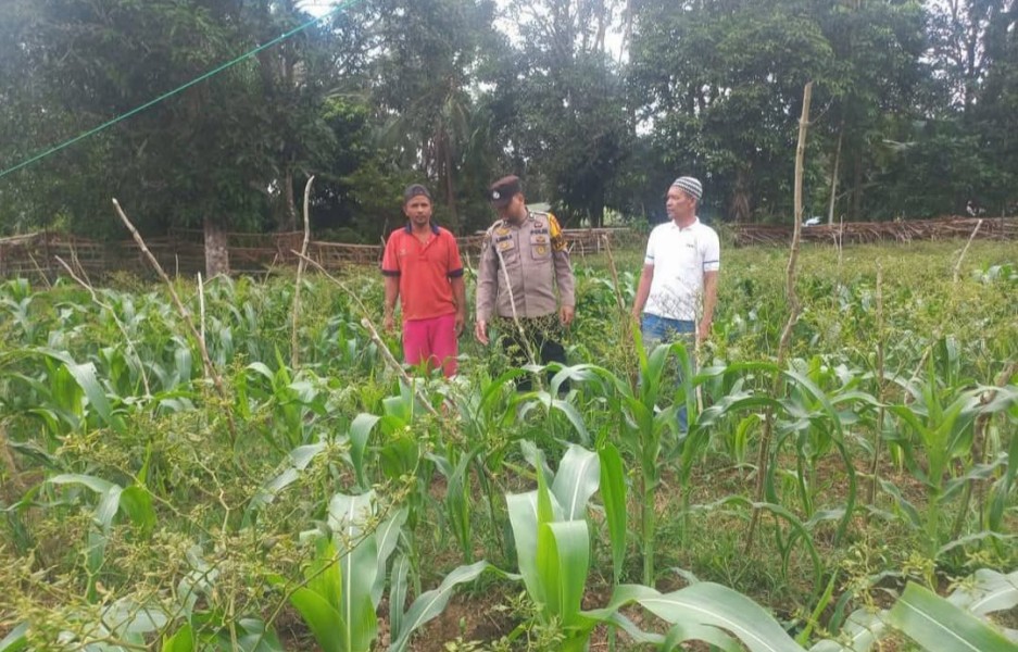 Dukung Ketahanan Pangan, Polsek Tebing Tinggi Barat Bina Petani Jagung Manis di Pulau Merbau