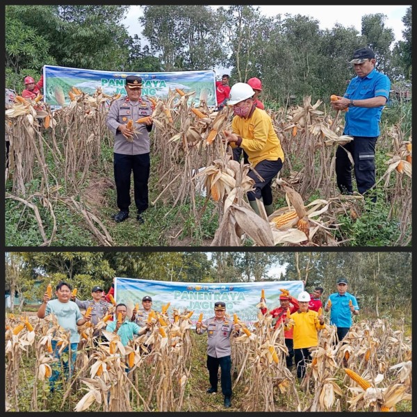 PT. Ruas Utama Jaya Gelar Panen Raya Jagung Bersama Kelompok Tani Wahana Mandiri, Dukung Program Ketahanan Pangan Nasional
