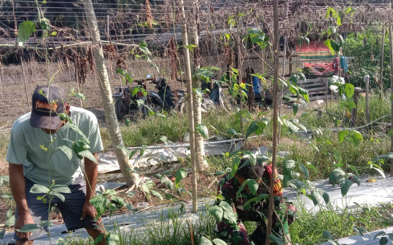 Babinsa Basilam Baru Dampingi Petani Kacang Panjang dan Timun, Tegaskan Larangan Bakar Lahan