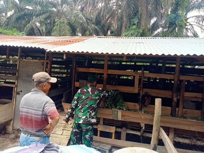 Serda Mayus Maruli Laksanakan Pendataan dan Pemantauan PMK di Minas Timur