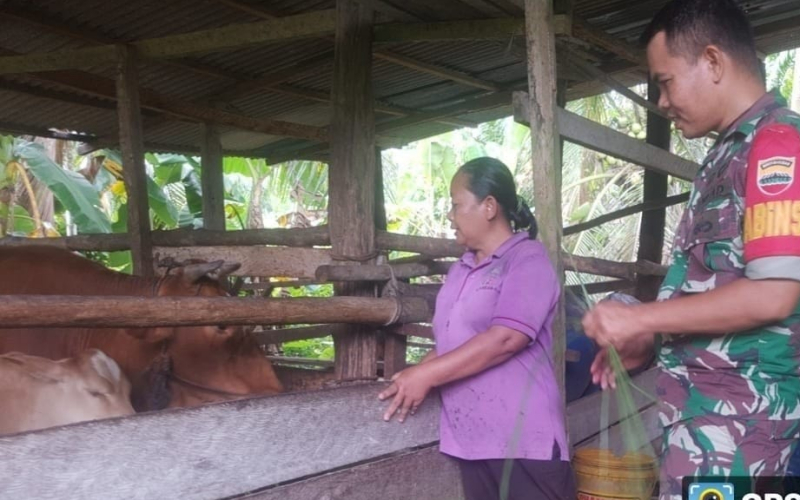 Dalam Pencegahan PMK, ini Tips dari Serda Erman Babinsa Koramil 01