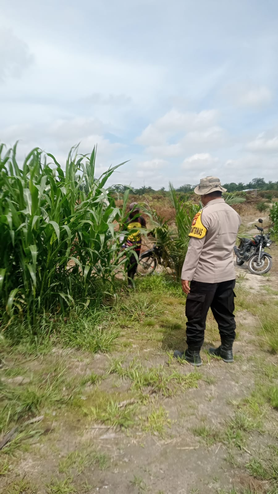 Polsek Minas Pantau Perkembangan Jagung Pipil Usia 50 Hari di Lahan Tumpang Sari Warga Mandiangin