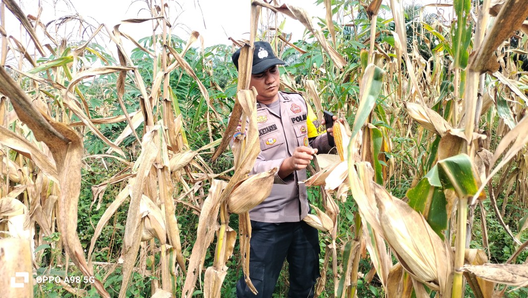 Polsek Minas Dukung Ketahanan Pangan Melalui Pendampingan Perawatan Tanaman Jagung