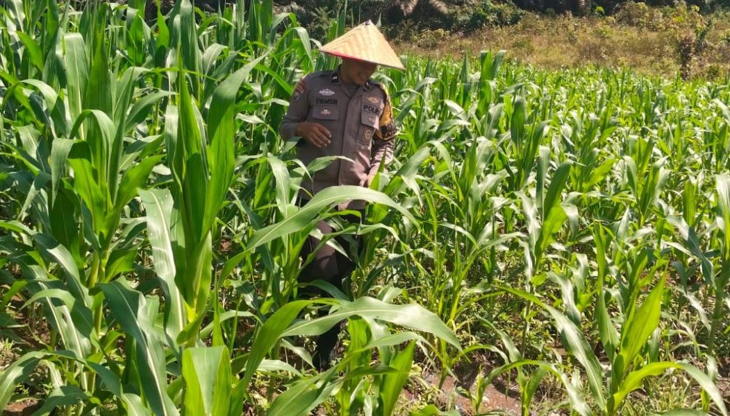 Dukung Ketahanan Pangan, Personel Polsek Bangkinang Barat Bantu Petani Rawat Jagung Pipil
