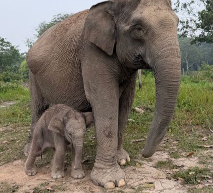 Kabar Bahagia dari TN Tesso Nilo, Gajah Sumatera Lisa Lahirkan Anak Jantan Sehat