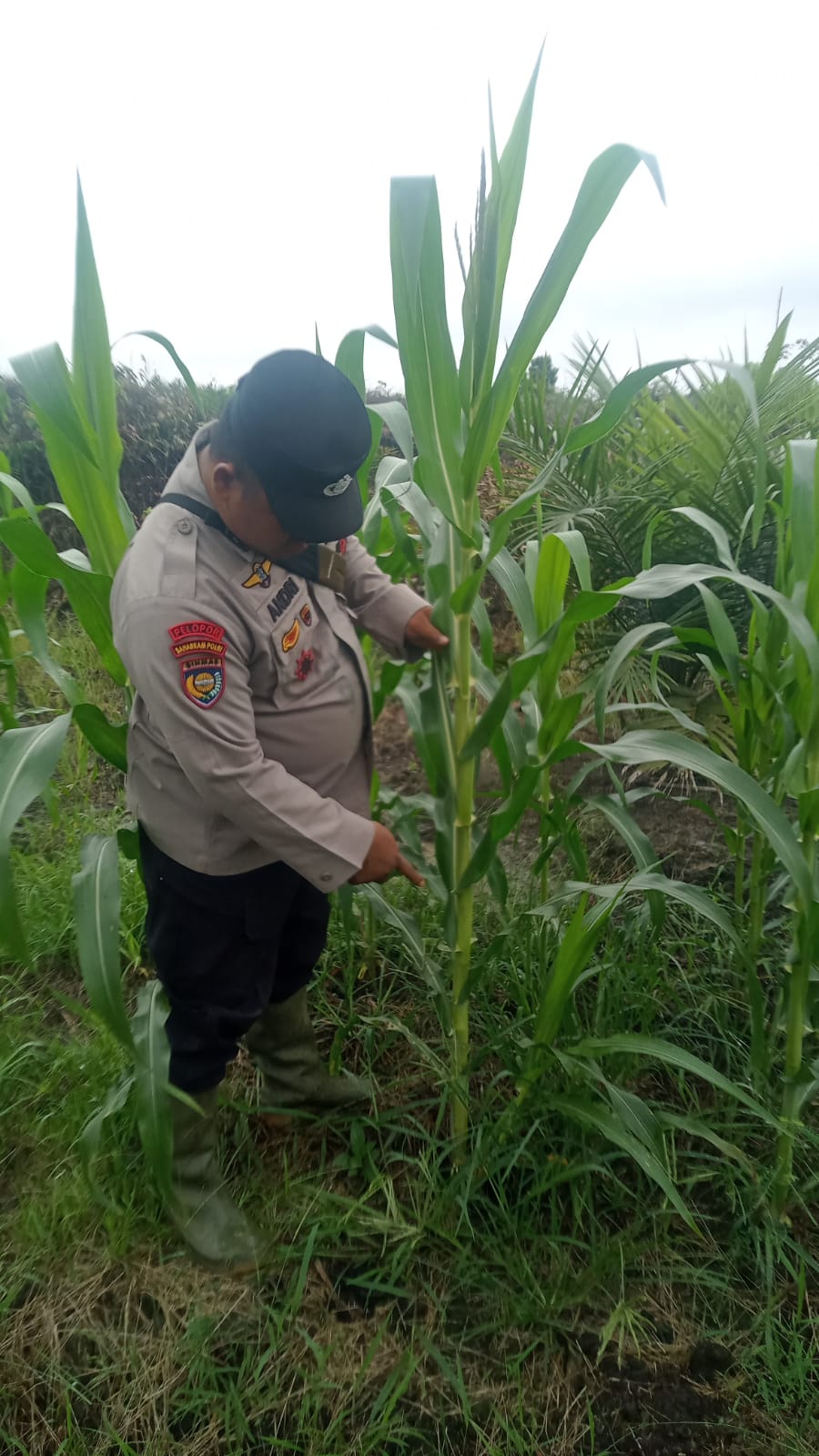 Bhabinkamtibmas Polsek Minas Cek Perkembangan Jagung Usia 87 Hari, Dukung Program Ketahanan Pangan di Mandiangin