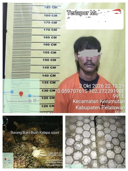 Curi 18 Tandan Sawit PT SLS, Satu Pelaku Diciduk Security, Enam Rekannya Diburu Polsek Kerumutan