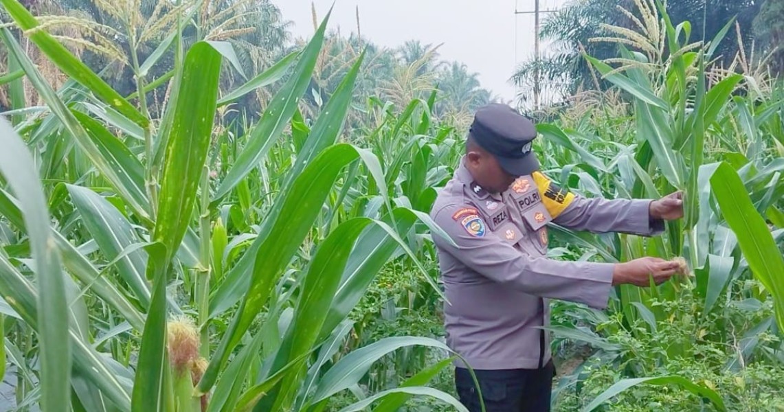 Polsek Minas Pantau Jagung Pipil Usia 67 Hari di Minas Timur, Penyiraman Berkelanjutan Jadi Fokus