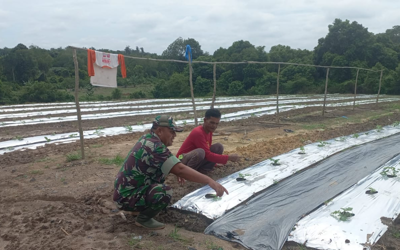 Babinsa Koramil 02 Bukit Kapur Aktif Dampingi Petani Bukit Nenas Dorong Produktivitas Pertanian