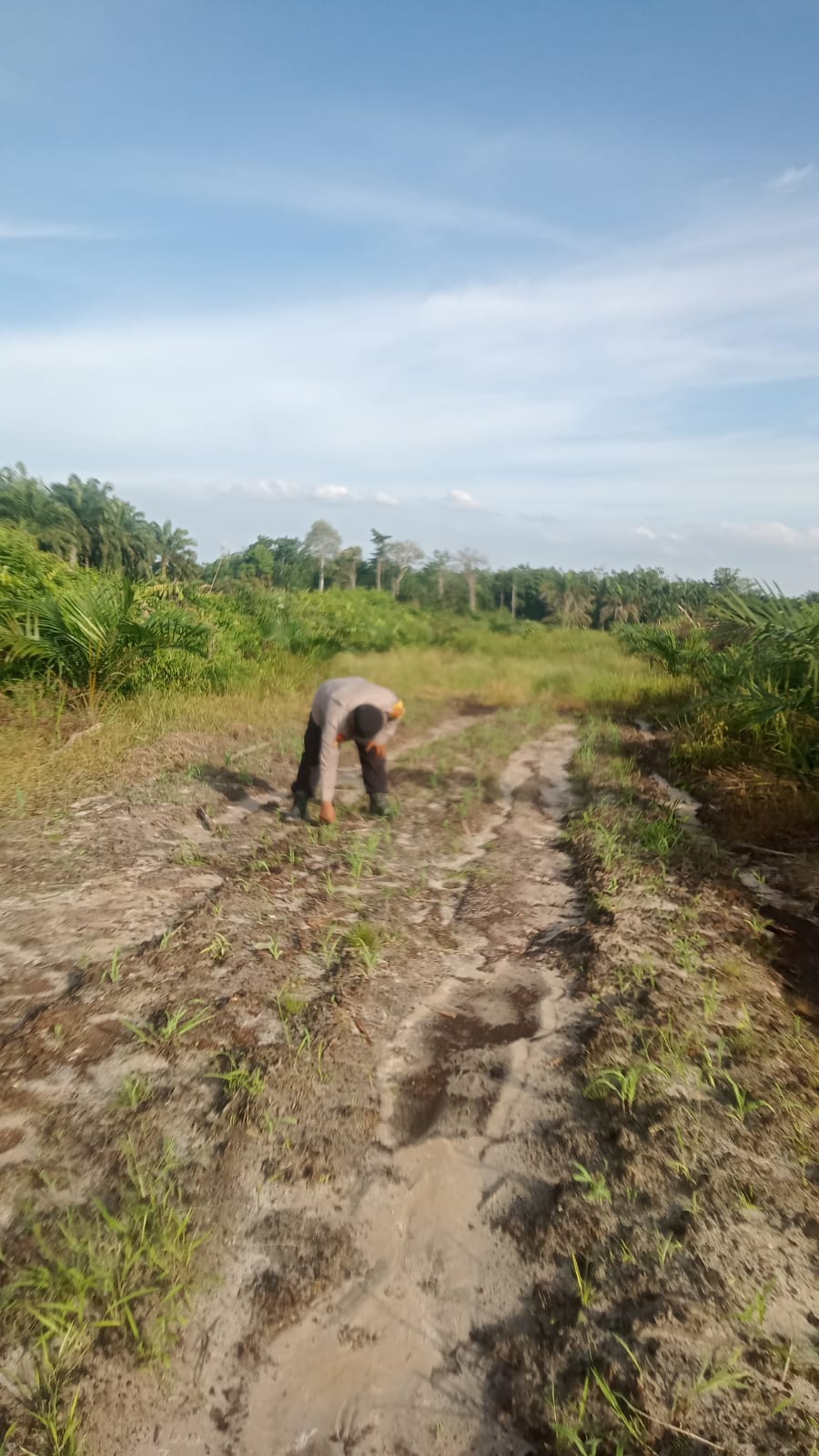 Polsek Minas Tinjau Perkembangan Jagung Pipil di Lahan Tumpang Sari Milik Warga Kampung Mandiangin