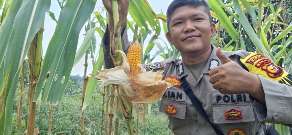Bhabinkamtibmas Minas Jaya Pantau Jagung Program Ketahanan Pangan Nasional Kuartal II, Tanaman Usia 12 Hari Tumbuh Subur