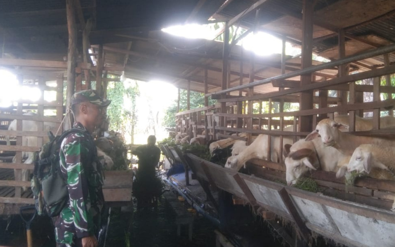 Antisipasi Wabah PMK, Koramil 03 Sambang Peternakan