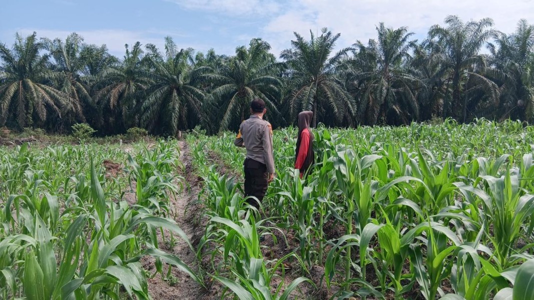 3 Hektare Jagung Pipil Kelompok Tani Maju Bersama Air Hitam Tumbuh Subur, Bhabin Ukui Kawal Ketahanan pangan